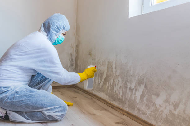 Licensed Black Mold Removal service in Martinsville, IL - WQB Mold Removal