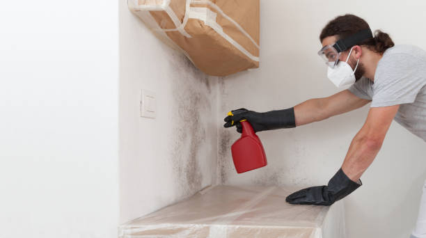 Professional Black Mold Removal technician working in Martinsville, IL