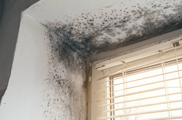 Affordable Black Mold Removal solutions in Martinsville, IL