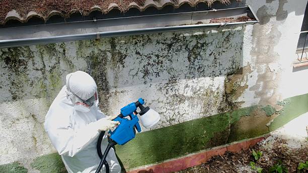 Top rated local Black Mold Removal specialists in Martinsville, IL